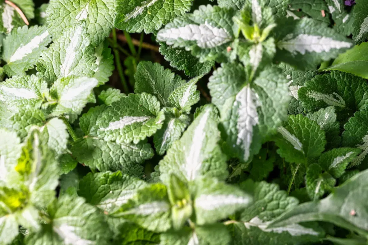 Najmocniejsze zioła na uspokojenie i sen – naturalne sposoby na spokój